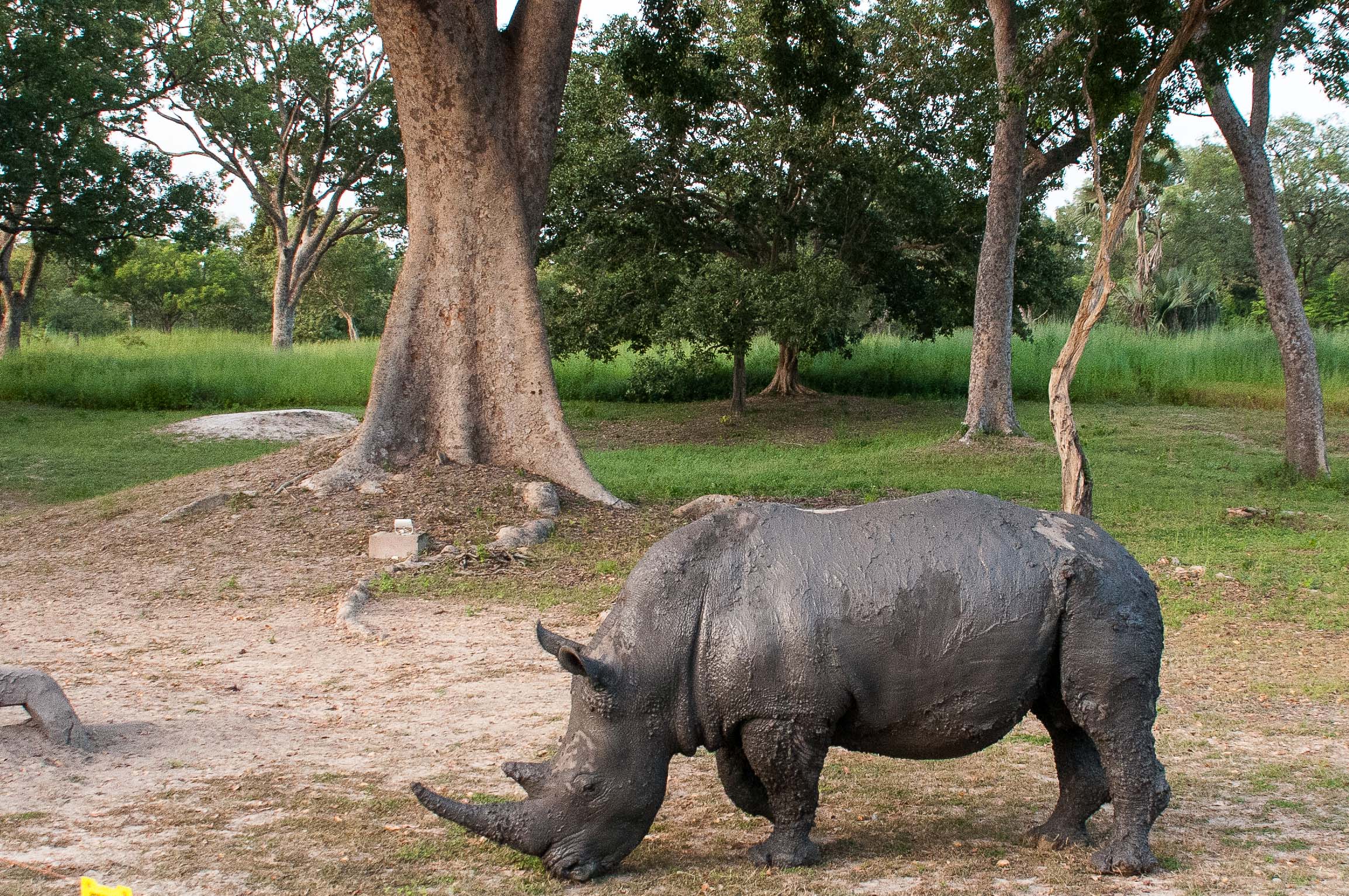 Rhinocéros blanc (White rhinoceros, Square-lipped rhinoceros, Ceratotherium simum), mâle après son bain de boue, Réserve de Fathala, Sénégal.